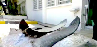 Traficantes de aletas de tiburón fueron enviados a prisión