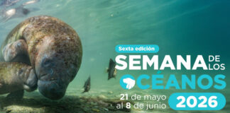 Santa Marta vivirá la 6ta edición de la Semana del Océano con actividades ambientales y deportivas