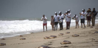 5.700 tortugas han sido liberadas en el Caribe