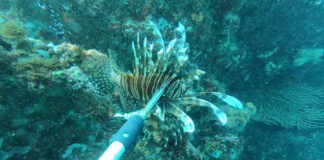 Han capturado más de 482 peces león en Taganga