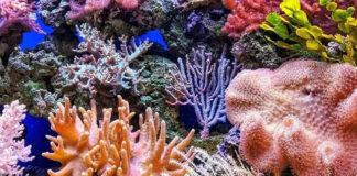 Invemar presentó el Registro Colombiano de Especies Marinas