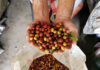 En junio de 2026 se produjeron 1,30 millones de sacos de café