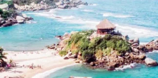 Parques Nacionales y Museo del Oro Tayrona les dan ‘voz’ a las tortugas