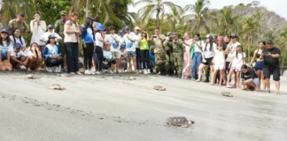 Capitanas del Mar participaron en liberación de 25 tortugas caguama