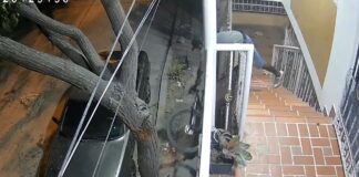EN VIDEO: Denuncian múltiples robos en la urbanización Villas de Santa Cruz