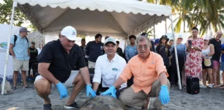 Corpamag liberó 36 tortugas marinas en Santa Marta