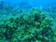 MinAmbiente hace un llamado a proteger los arrecifes coralinos ante ‘El Niño’