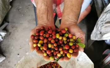Fedecafé ajusta precio de compra del café pasilla ante fenómeno de El Niño