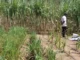Colombia e Israel avanzan en alianza para fortalecer sector agropecuario