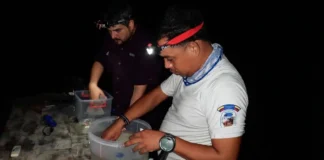 Desove de corales genera esperanza para la restauración de los arrecifes
