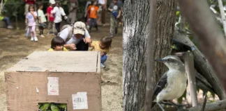 Liberaron 45 aves nativas en Cerro Seco Natural Training