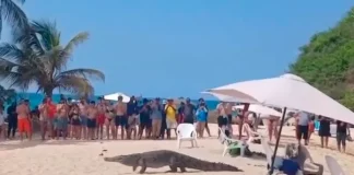 ¡Visita inesperada! Caimán sorprendió a turistas en Cabo San Juan