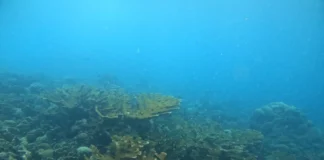 Coral Acropora palmata protagonista en la recuperación marina