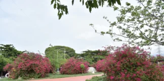 Revive la flora con las lluvias caídas