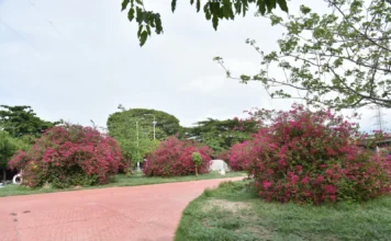 Revive la flora con las lluvias caídas
