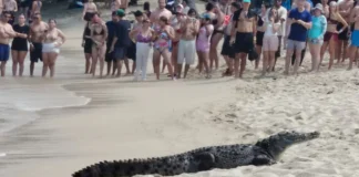 En el Parque Tayrona se han censado 70 caimanes aguja