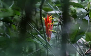 Colombia buscará más recursos para la biodiversidad en la COP17