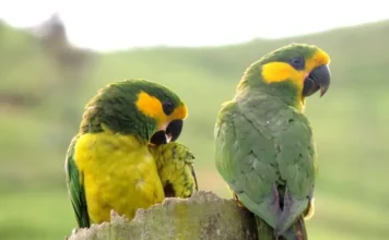 Colombia y Armenia lideran coalición ‘CARES’ para recuperar especies amenazadas